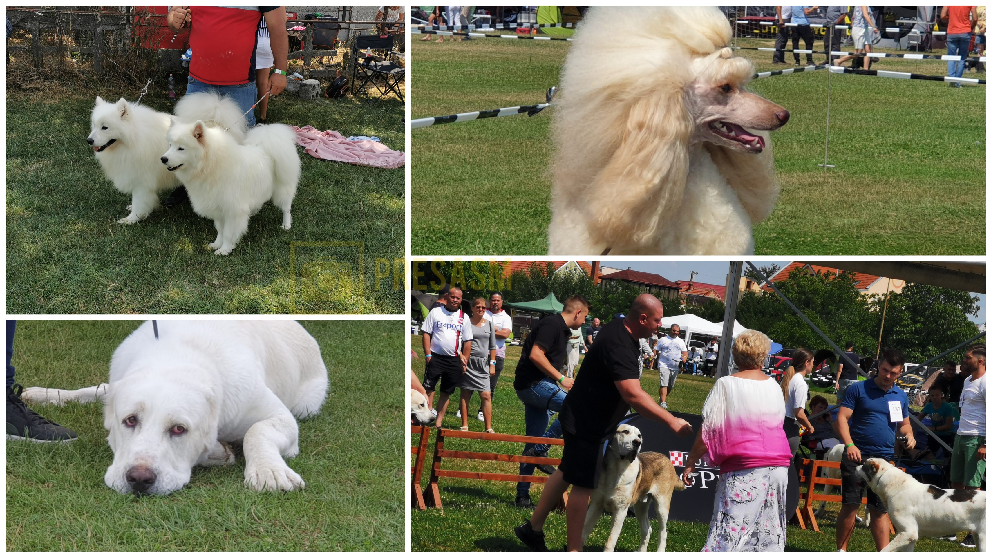 FOTOGALERIE. Cei mai frumoși câini la International Dog Show Satu Mare. Spectacol la superlativ