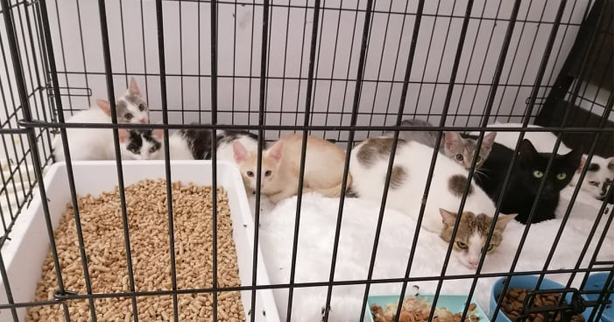 Pisicuțele de la Furever Home au nevoie de ajutorul sătmărenilor cu suflet mare