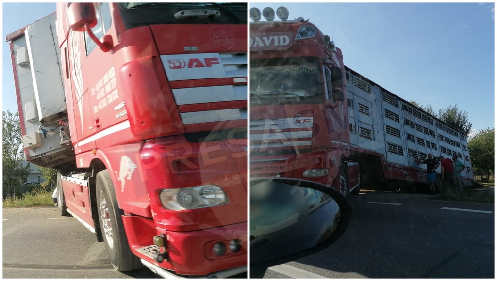 FOTO/VIDEO. TIR plin cu porci, în șanț pe DN19, în Ciuperceni. Trafic blocat parțial, cozi kilometrice