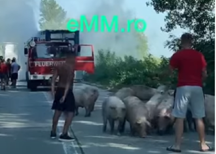 VIDEO. Camion plin cu porci, la un pas să fie mistuit de flăcări, în județul vecin. 10 animale au murit
