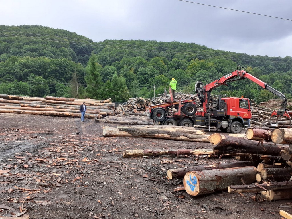 FOTO. Percheziții la mafia lemnului din județul Satu Mare! Mai multe firme vizate