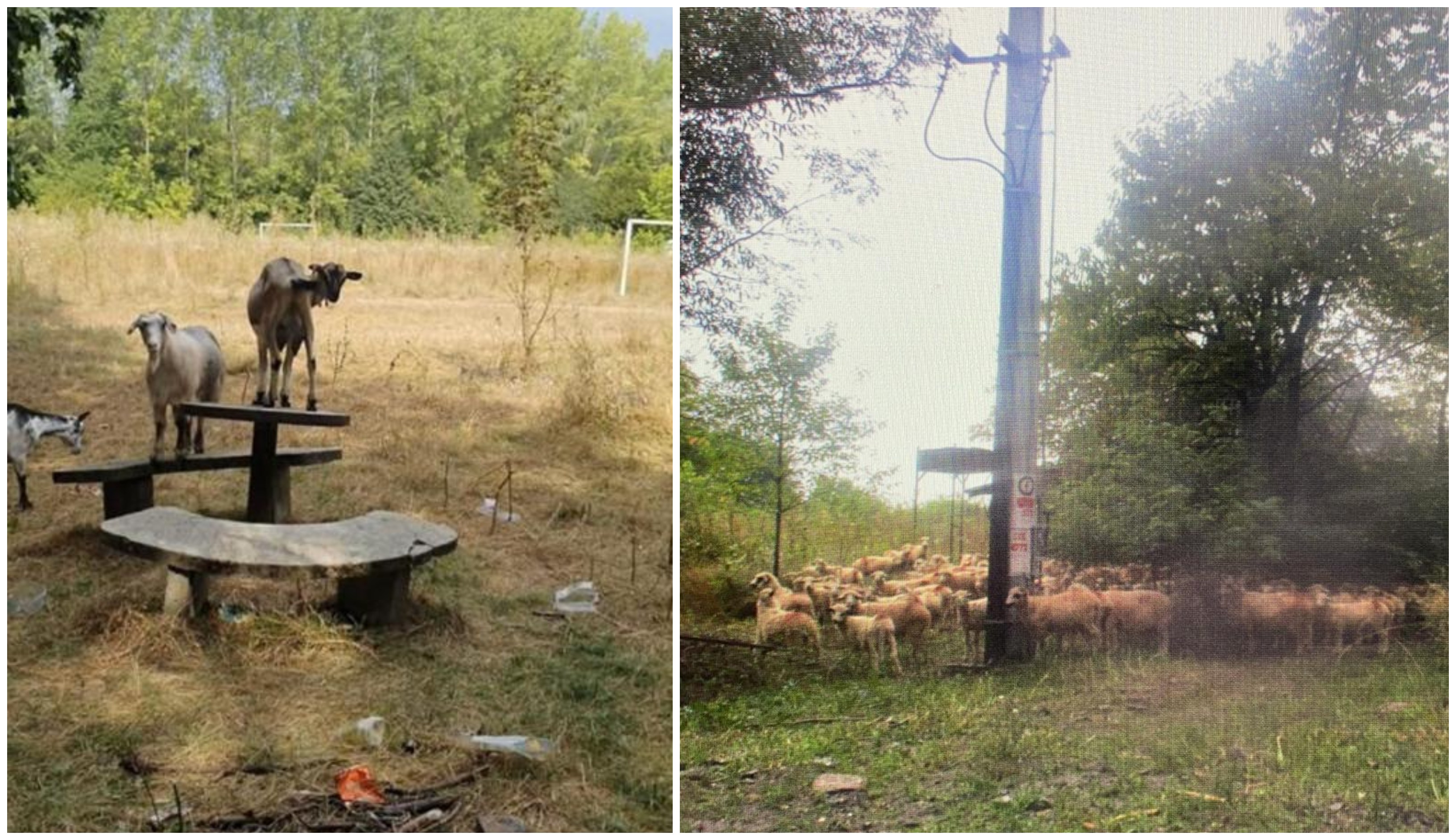 FOTOGALERIE. Un cioban și-a dus oile la picnic, la propriu, în municipiul Satu Mare. A fost amendat