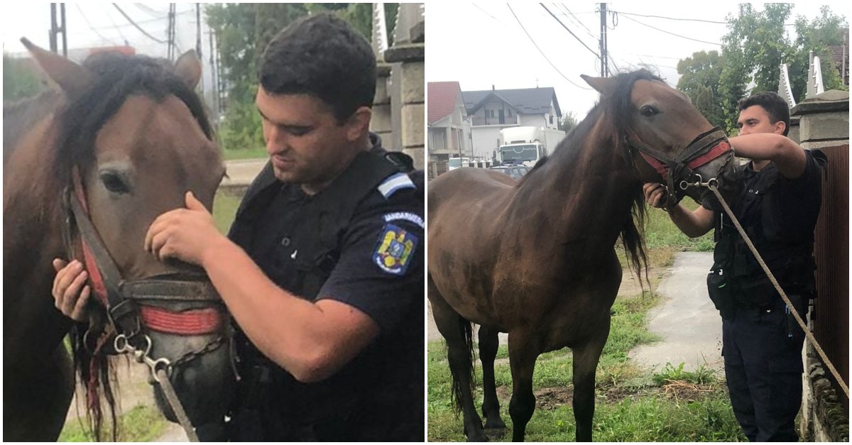 FOTO. Cal prins de Jandarmerie pe șosea. Animalul făcea slalom printre mașini