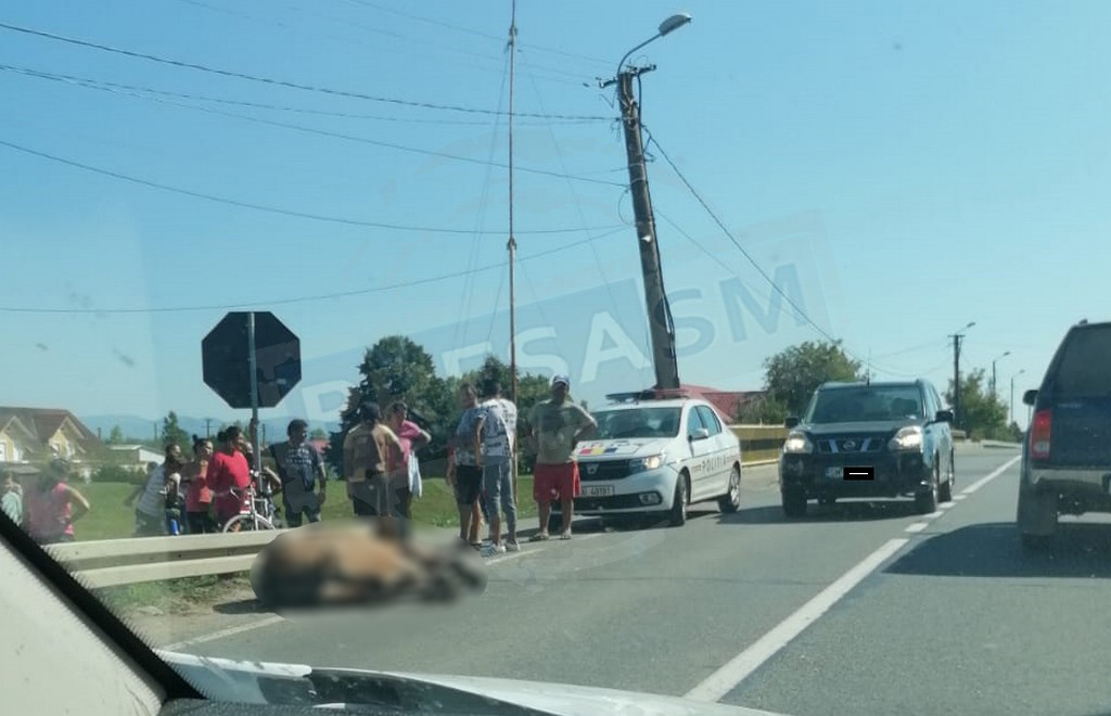 FOTO. A lovat el kellett altatni