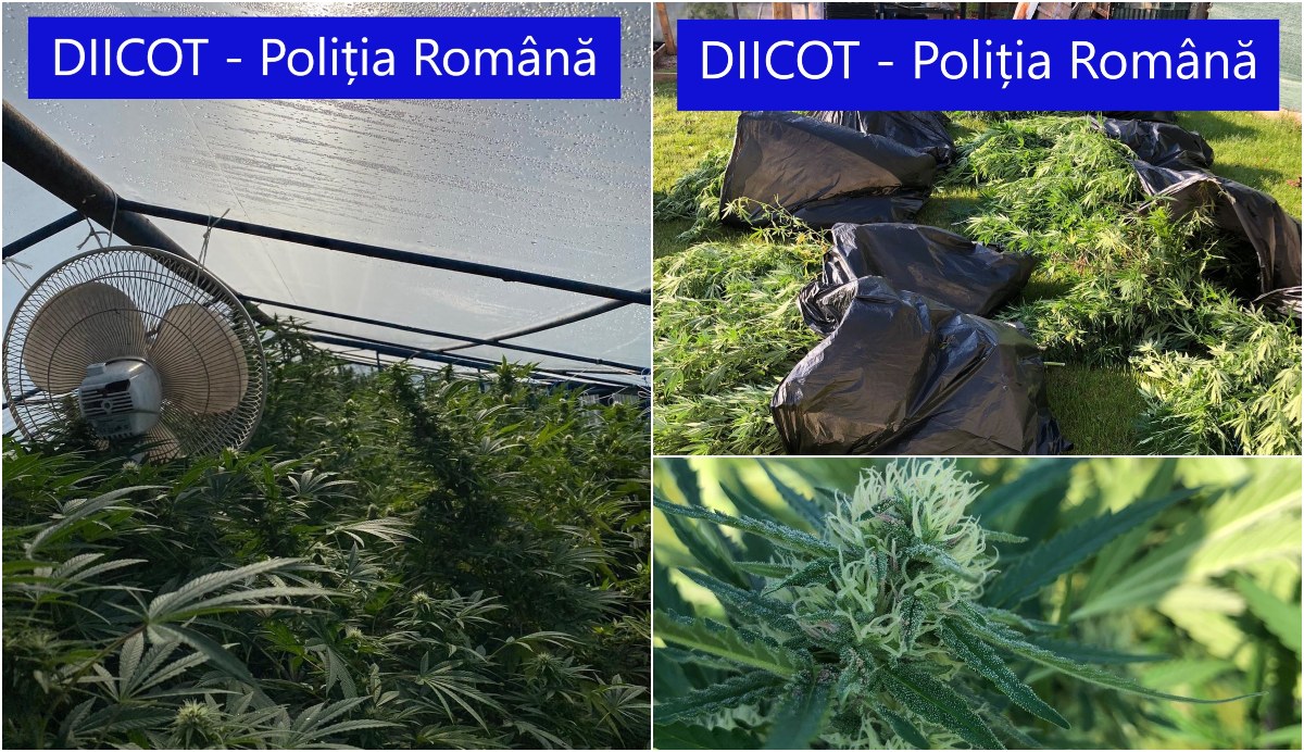 FOTO/VIDEO. Cel mai tupeist traficant din Satu Mare. Cannabis cultivat în ditamai sera