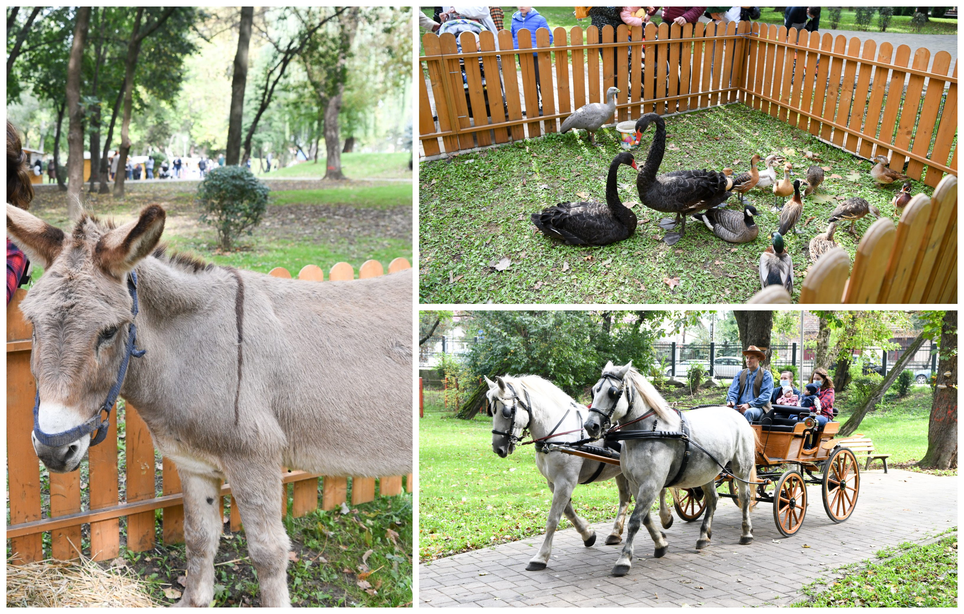 Grădina zoologică se mută în Grădina Romei. Plus produse țărănești și pomana porcului