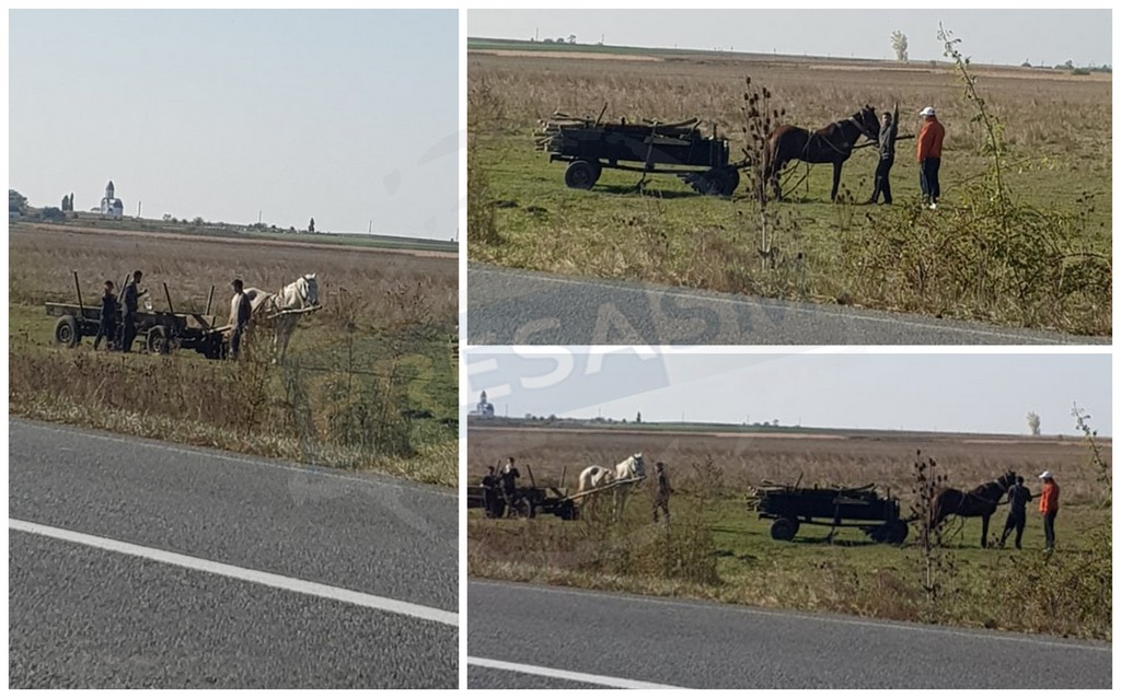 FOTOGALERIE. Cai bătuți de niște indivizi dubioși, în județul Satu Mare. Martorii, amenințați