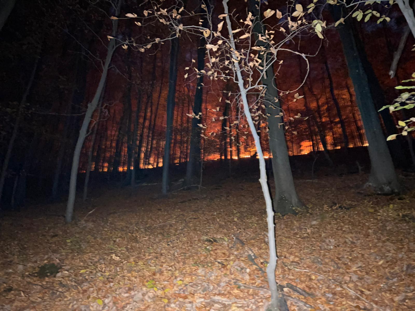 FOTO. Incendiu de pădure pe zeci de hectare în județul Satu Mare. Mobilizare de forțe