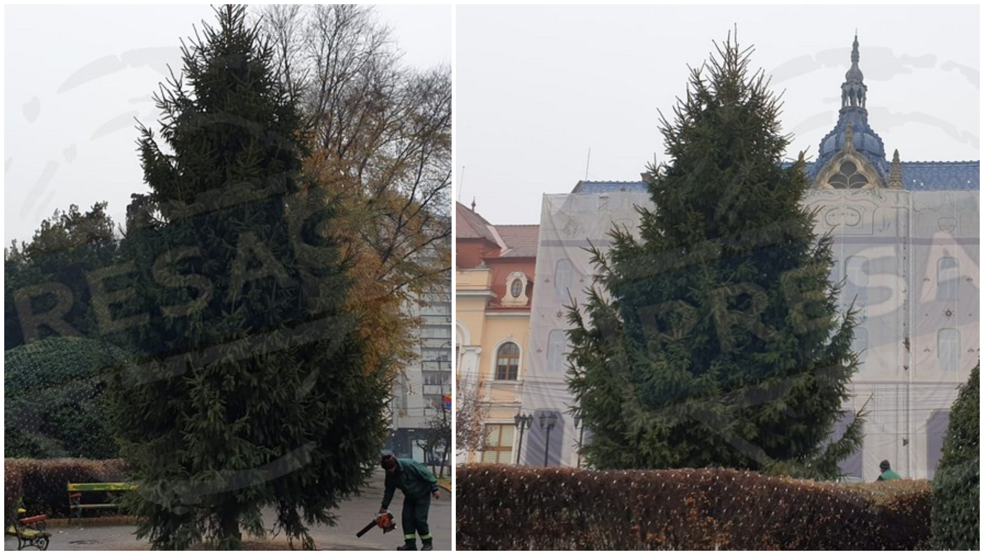 FOTOGALERIE. Bradul de Crăciun a fost instalat în centrul municipiului Satu Mare