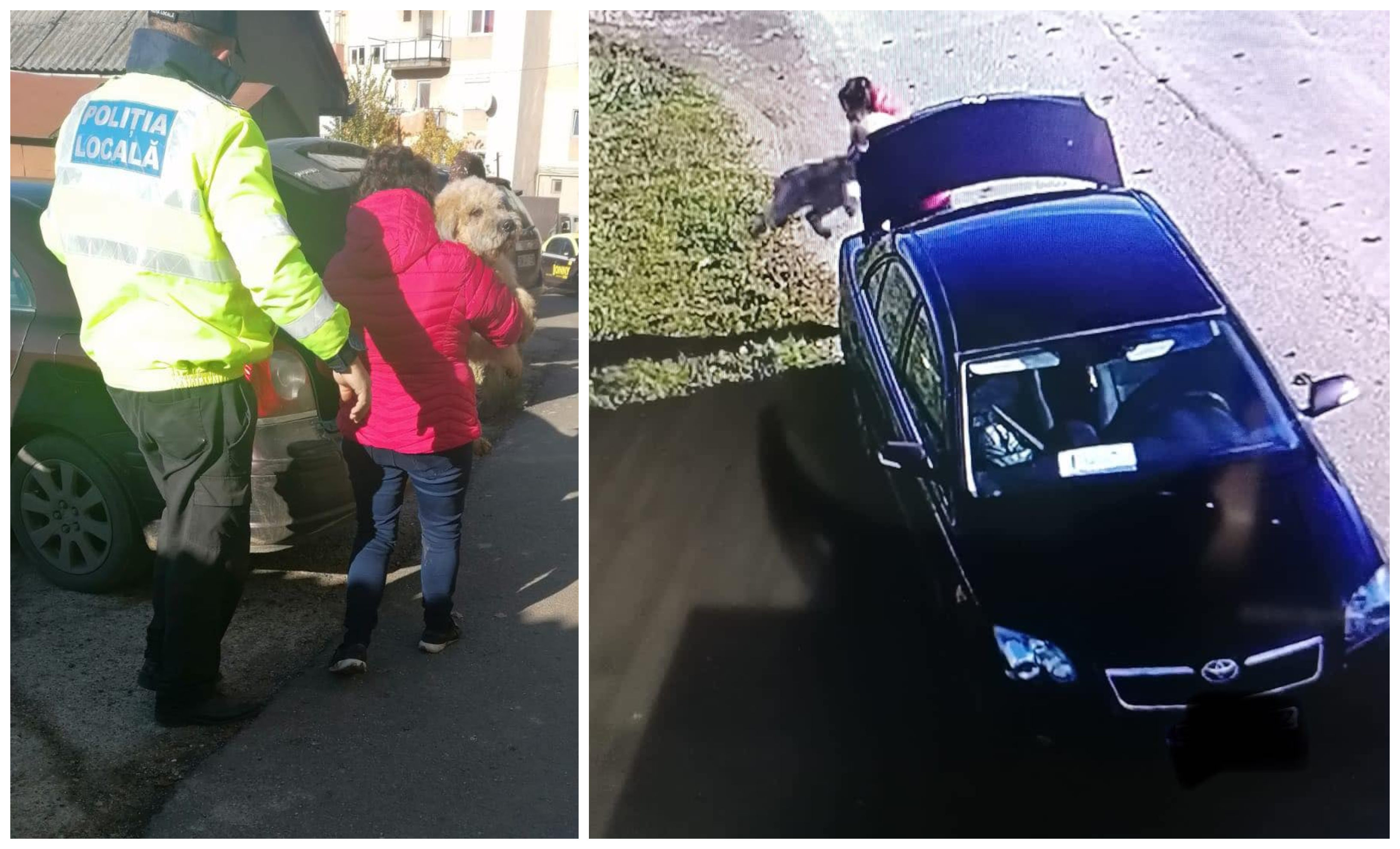 FOTOGALERIE. Abandonarea animalelor, un fenomen în județ. Femeie prinsă în flagrant