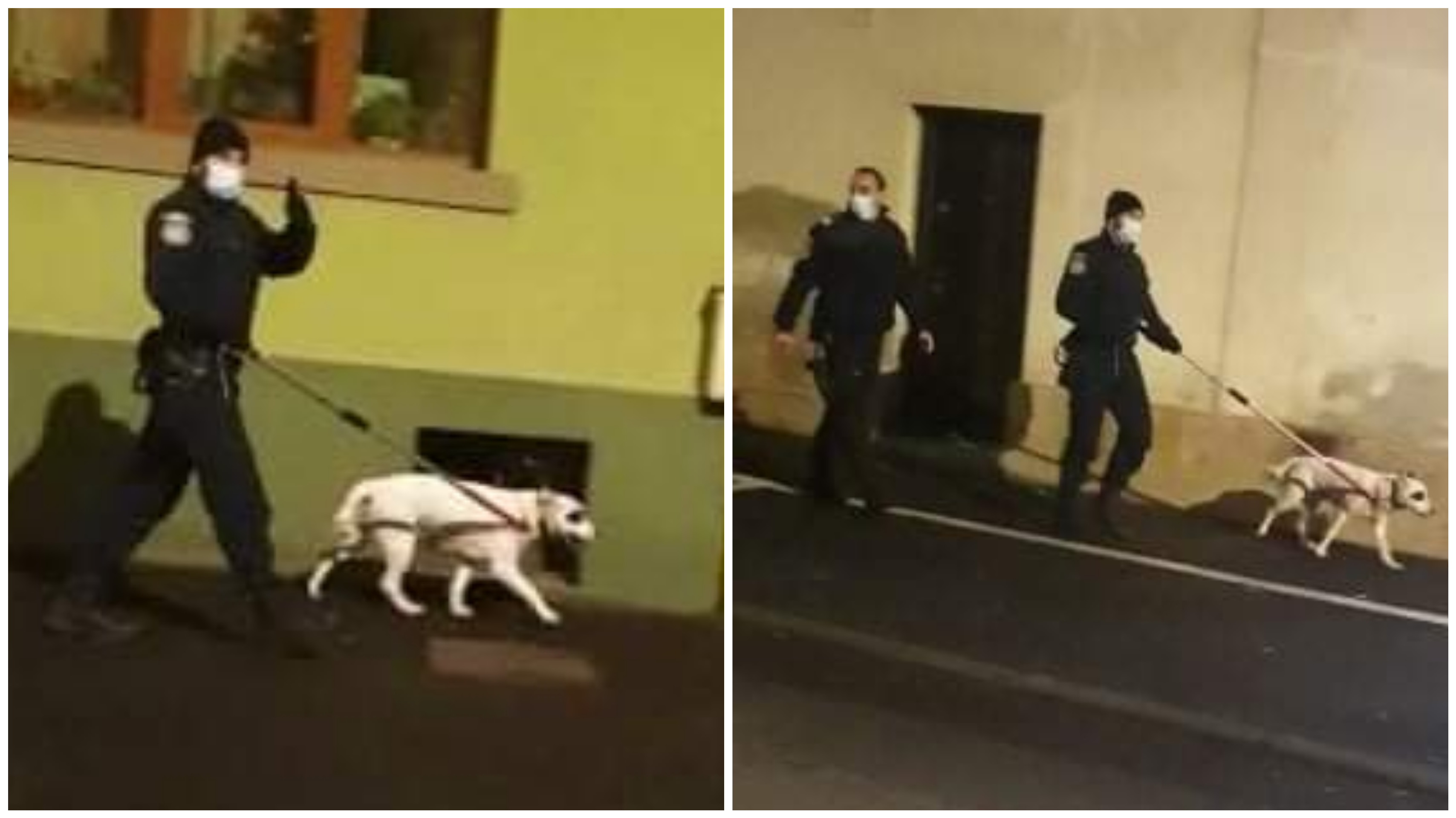 FOTO. Câine agresiv, "vânat" și prins de jandarmi în municipiul Satu Mare