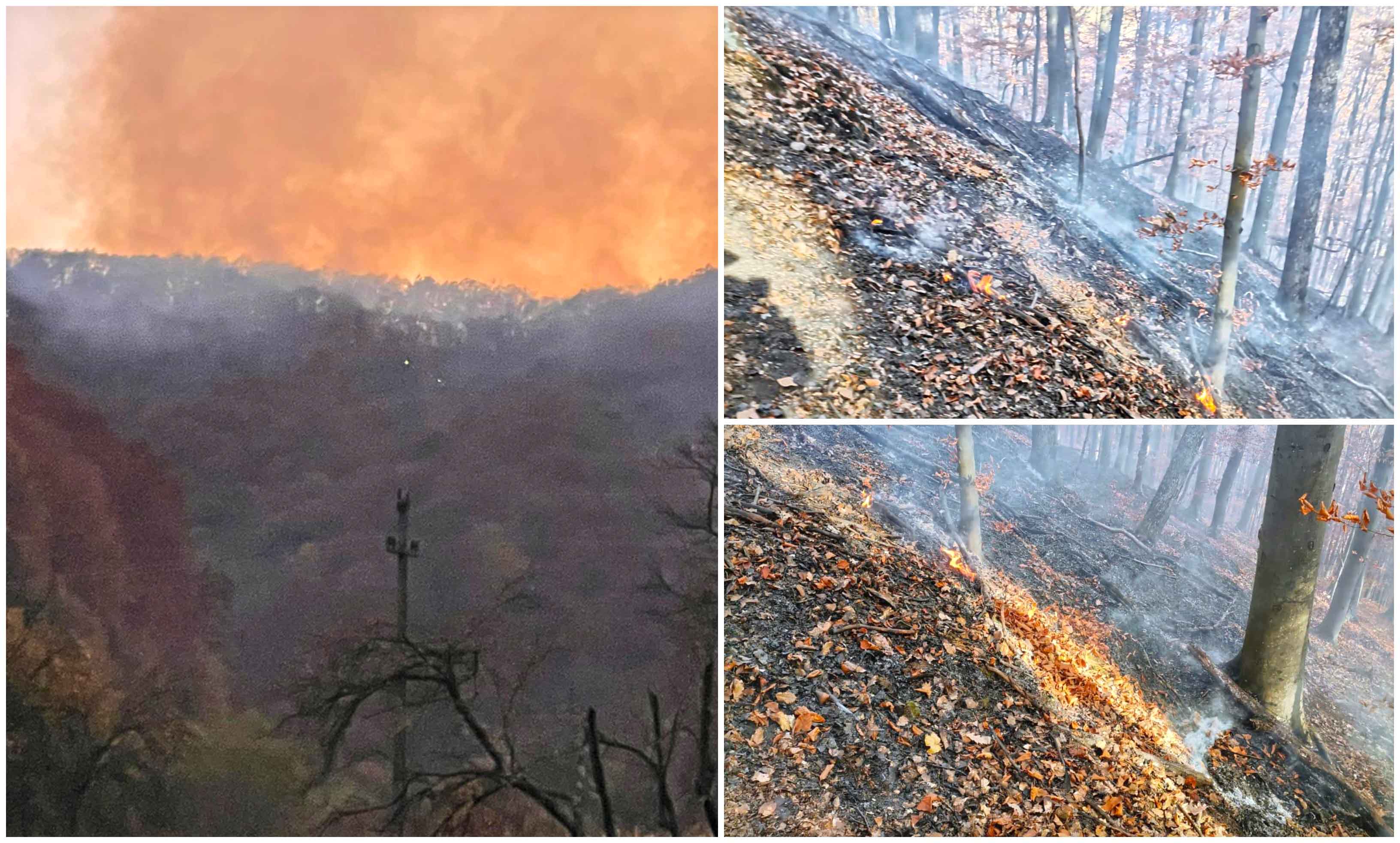 FOTO. O țigără lăsată aprinsă a făcut prăpăd pe 5 hectare de pădure din județul Satu Mare