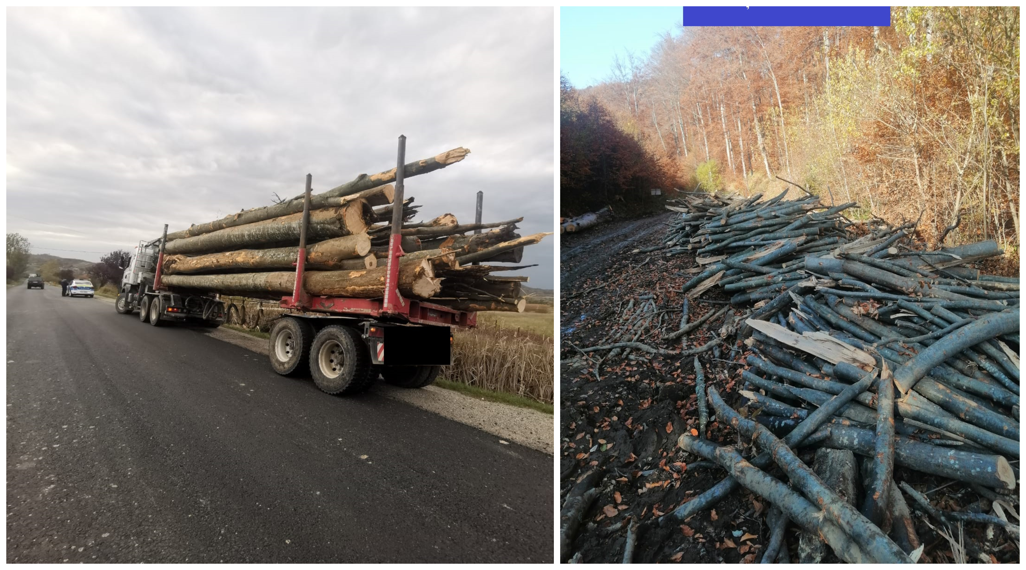 FOTOGALERIE. Se fură pădurea cu camioanele în județul Satu Mare. Dezastru ecologic