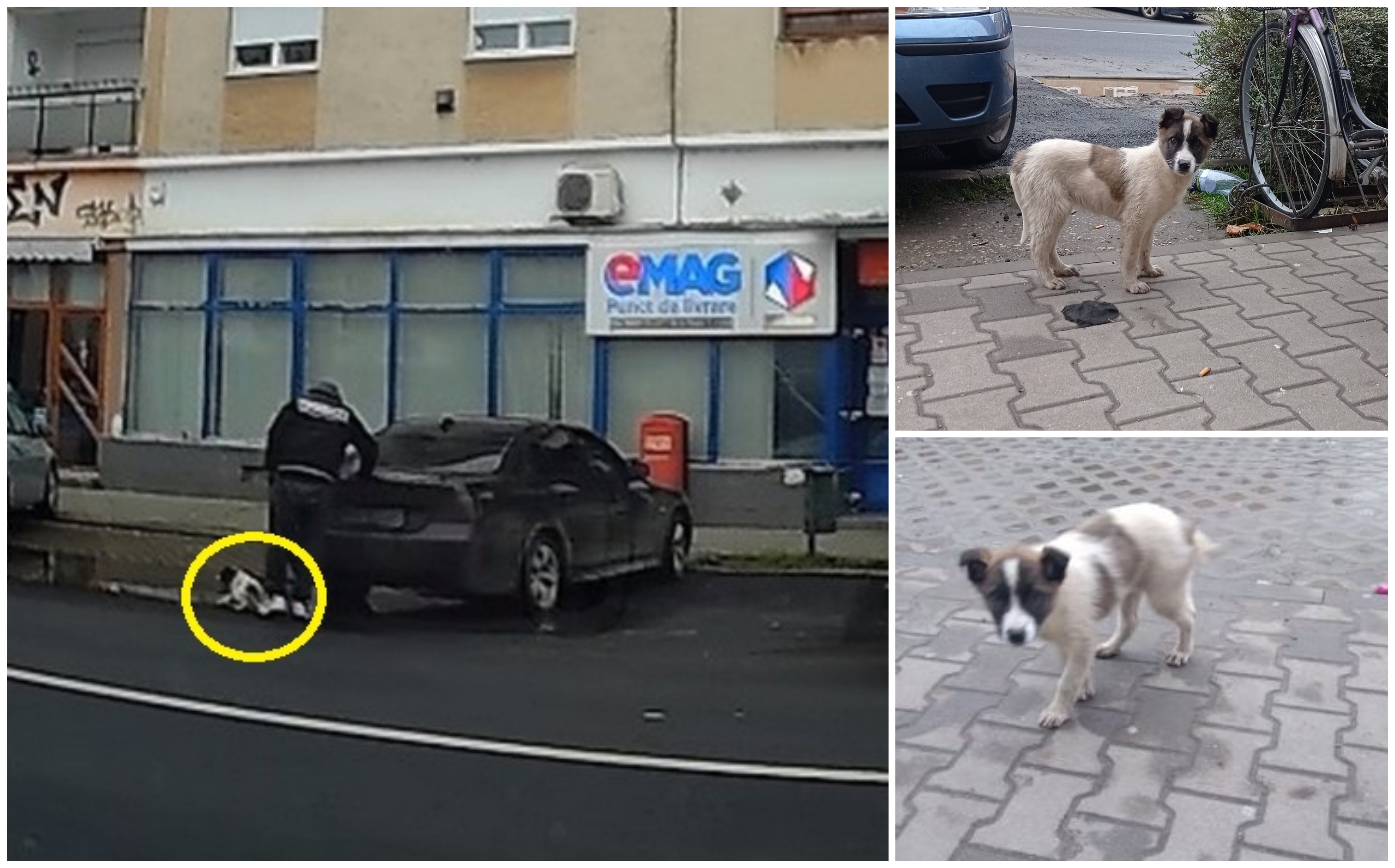 VIDEO. Individ fără suflet. Cățeluș aruncat dintr-un BMW, în centrul Careiului