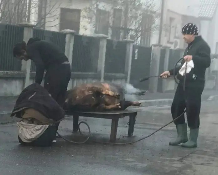 FOTO. "Doar în România poţi vedea aşa ceva“. Porc tăiat și pârlit pe șosea