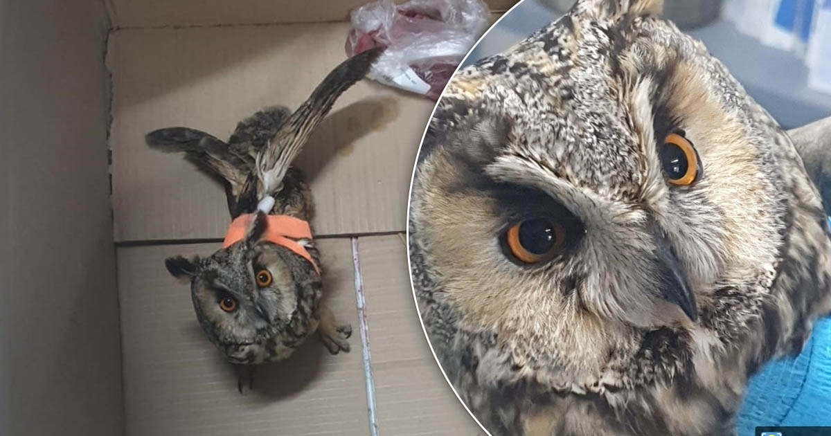 FOTO. Bufniță salvată de la moarte în Carei. Mobilizare a oamenilor cu suflet mare