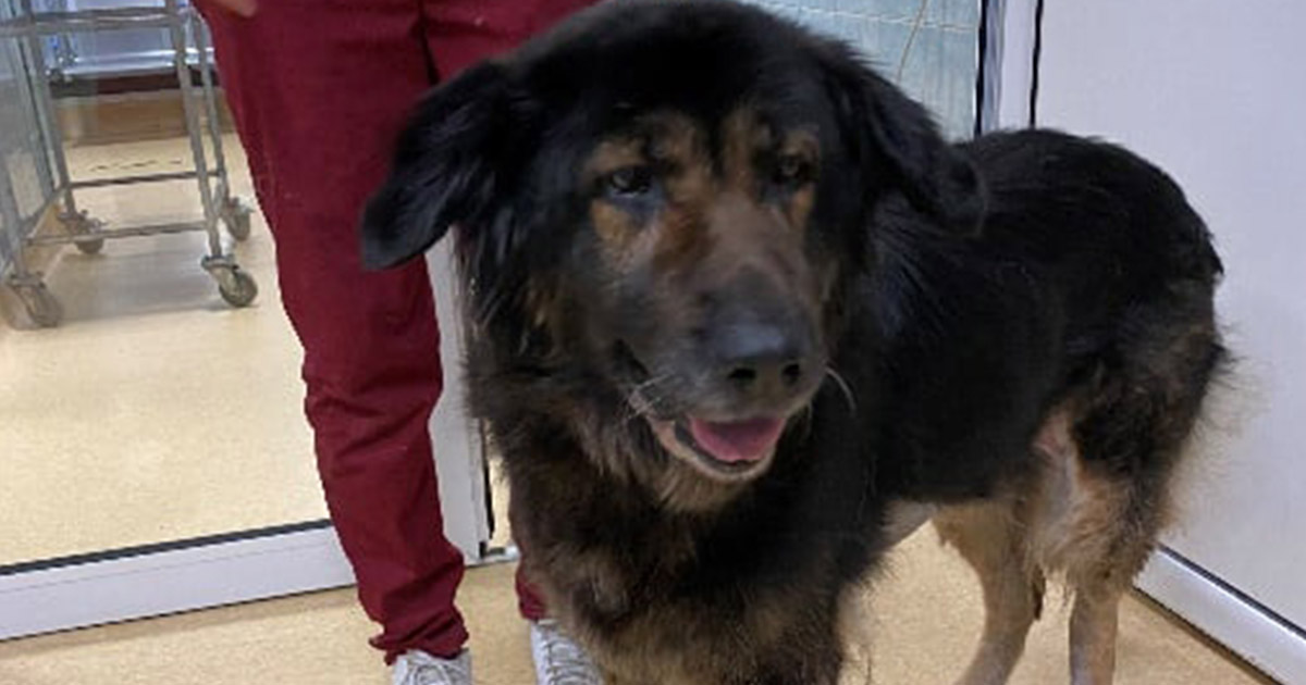 FOTO. Premieră în chirurgia veterinară din Ardeal. Cățelușa Daisy, scăpată de o tumoare gigant