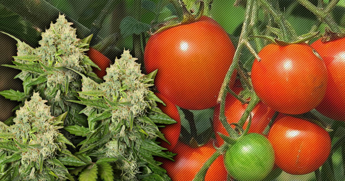 FOTO. În loc de castraveți și roșii a băgat banii europeni în cannabis. Fermierul este dat în urmărire