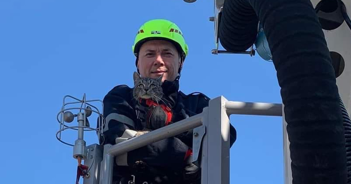 FOTO. Intervenție mai puțin obișnuită a pomierilor sătmăreni. Au salvat o pisică dintr-un copac