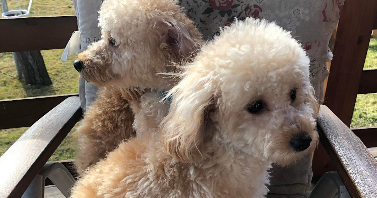 FOTO. Drama unei familii de refugiați, ajunsă în Satu Mare. Obligată să își vândă câinii