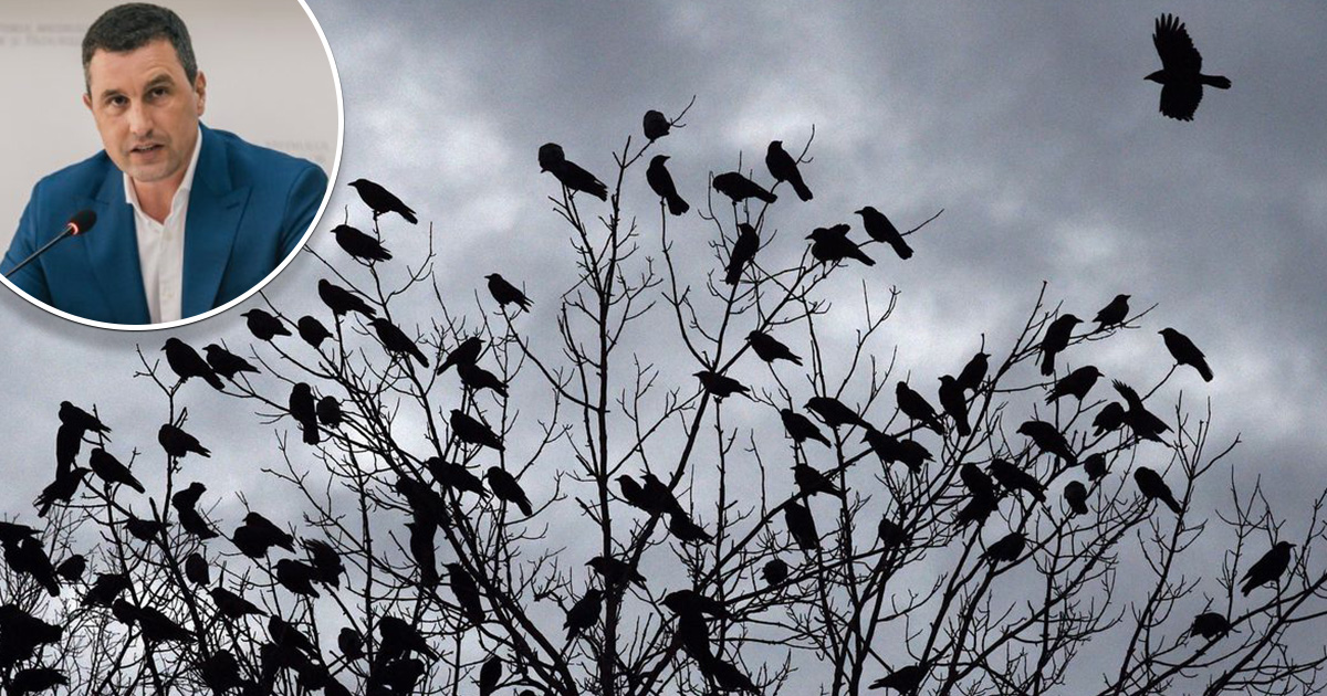 VIDEO. Ministrul Mediului, reacție la invazia ciorilor din Satu Mare: E nevoie de intervenția umană