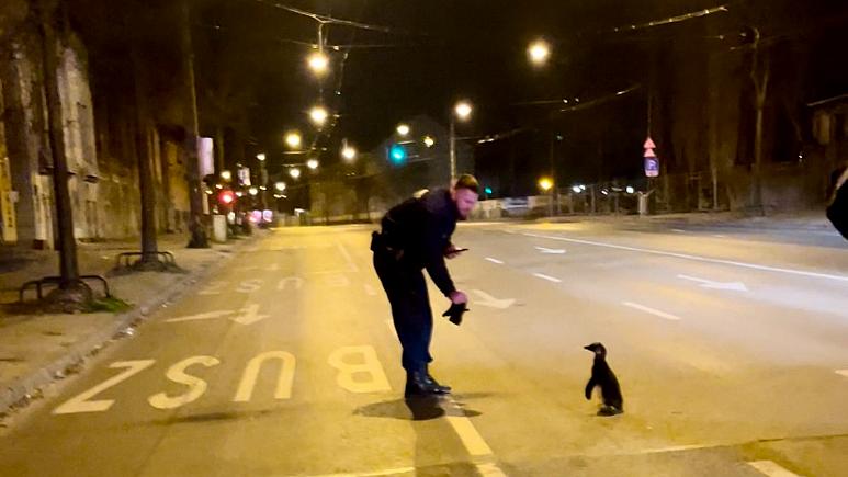FOTO. Incident inedit pe o stradă din Budapesta. Polițiștii au dat nas în nas cu un pinguin