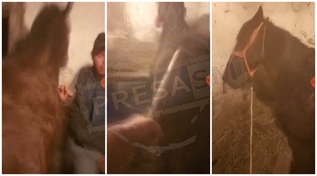 VIDEO. Poliția Satu Mare a deschis dosar penal după ce doi indivizi s-au filmat lovind cai