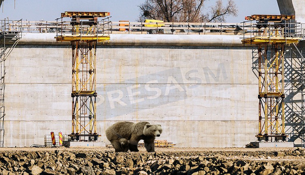FOTO. Spectaculos: ursoaică cu un pui pe malul Someșului, în Satu Mare, la al treilea pod