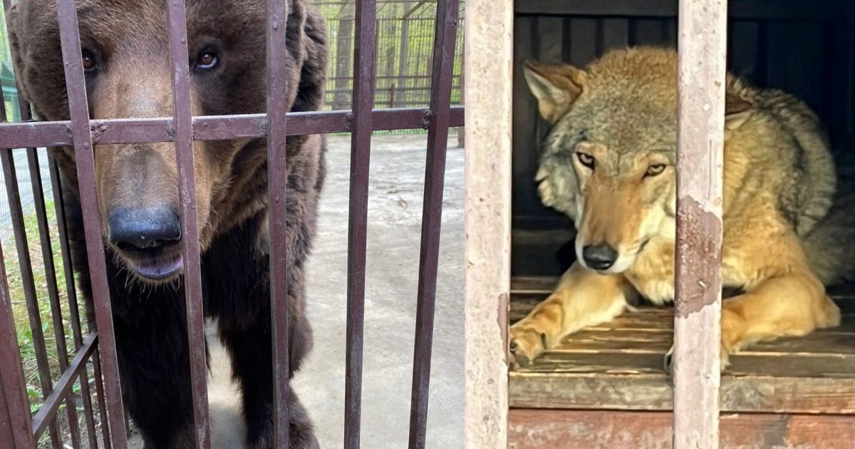FOTO. Alte animale refugiate vor ajunge în România, prin vama Halmeu. Vor fi eliberate în Brașov
