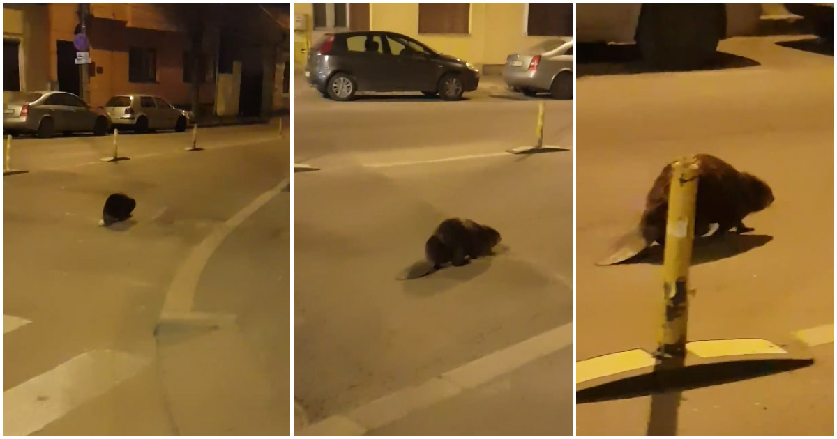 VIDEO. Imagini inedite în traficul din Cluj-Napoca. Un castor se plimbă pe stradă