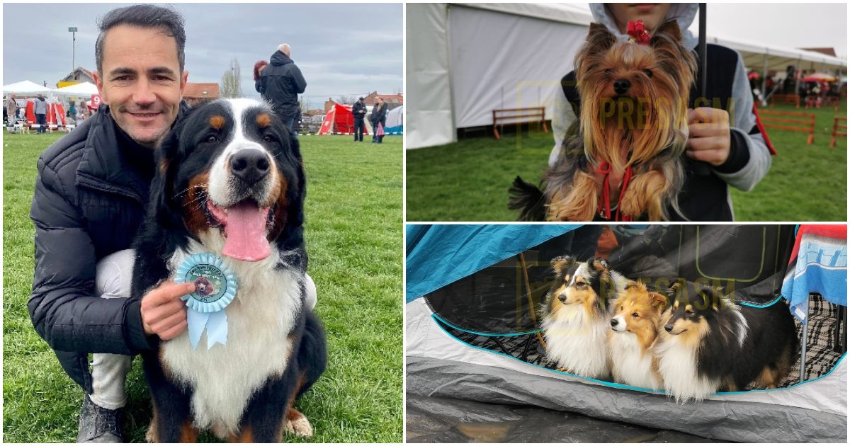 FOTOGALERIE. Sute de câini, din zeci de țări, în cea mai spectaculoasă competiție din Satu Mare