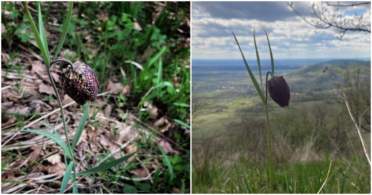 FOTO. Laleaua pestriță, apariție unicat în Munții Oașului. Într-un peisaj spectaculos