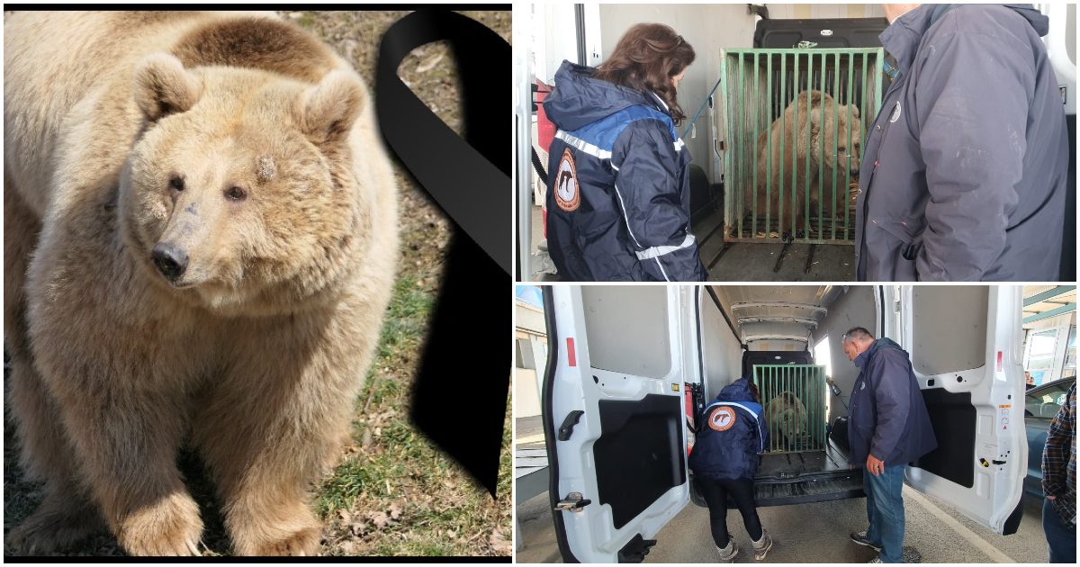 Masha, ursoaica ajunsă în țară prin vama Halmeu, în urma unei operațiuni speciale de salvare, a murit