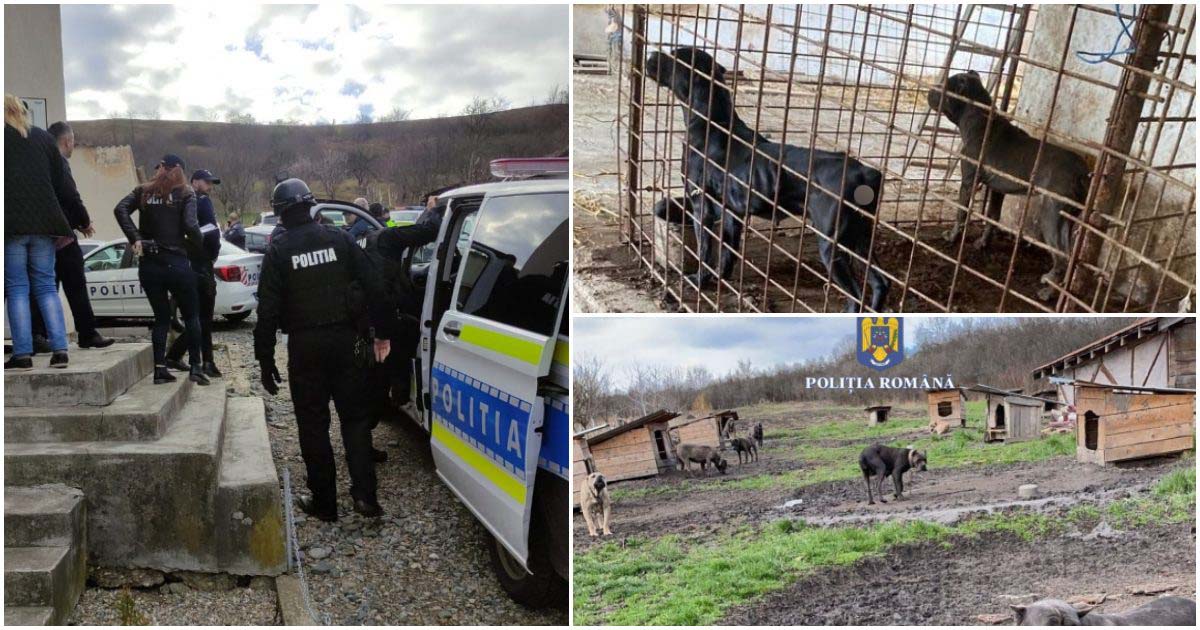 FOTO. Descinderi ale mascaților la crescătorii de câini din județul vecin. Acuzații de mutilare a patrupedelor