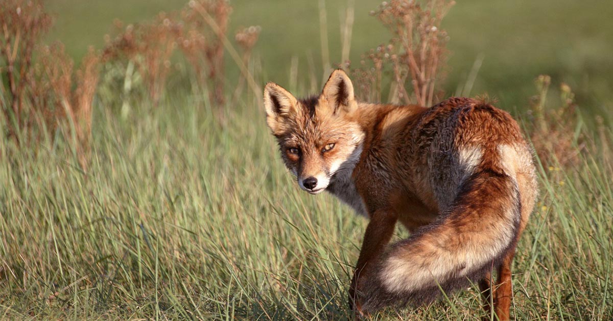 Campanie de vaccinare antirabică a vulpilor în județul Satu Mare. Apelul transmis proprietarilor de câini și pisici