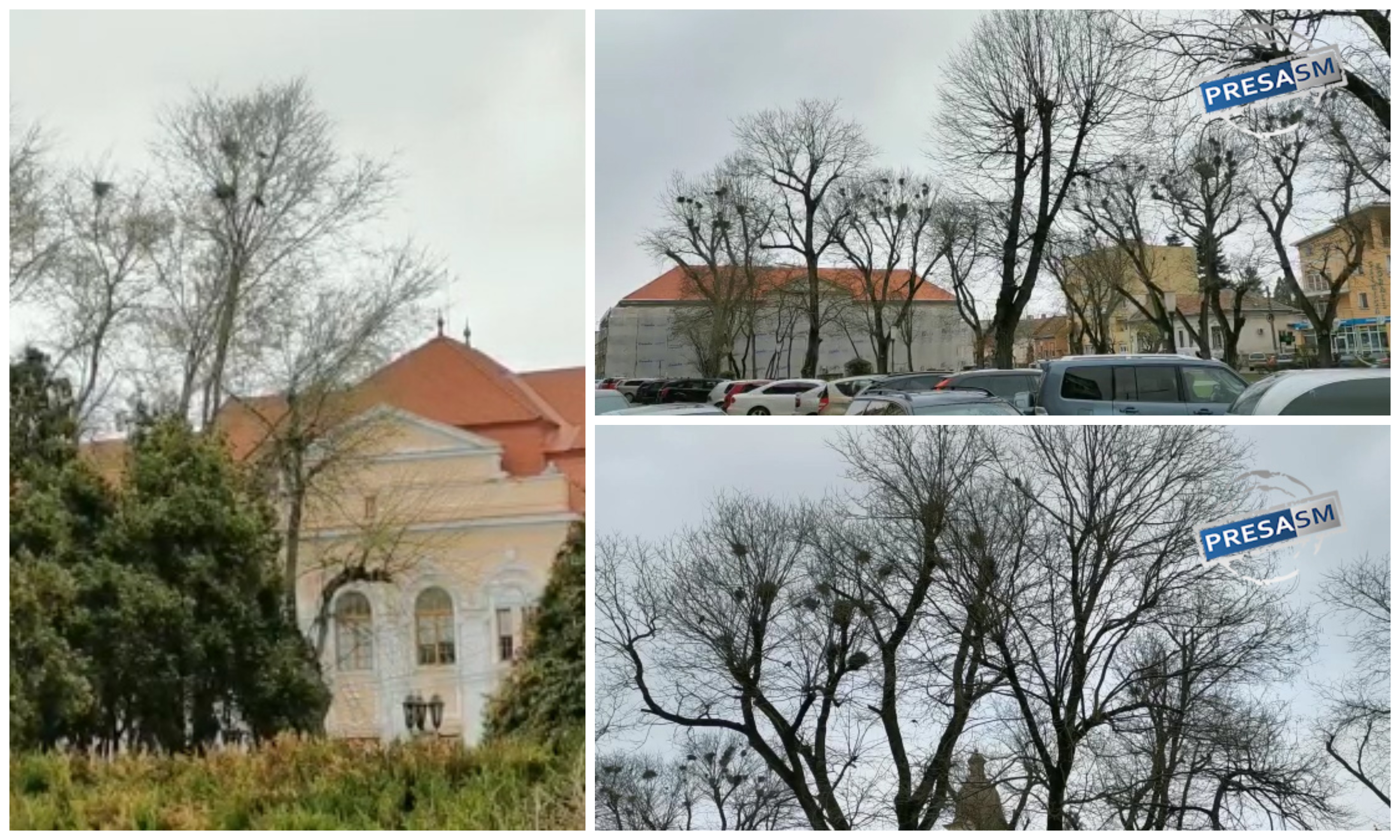 FOTO/VIDEO. Centrul Sătmarului, invadat de ciori. Primăria, blocată penal să le combată