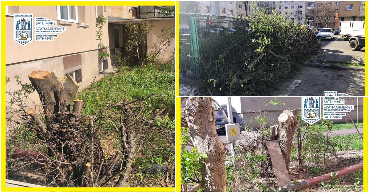 FOTÓ. Virágzó fákat csonkítottak meg láncfűrésszel a 16-os lakónegyedben. Sikerült azonosítani a tetteseket