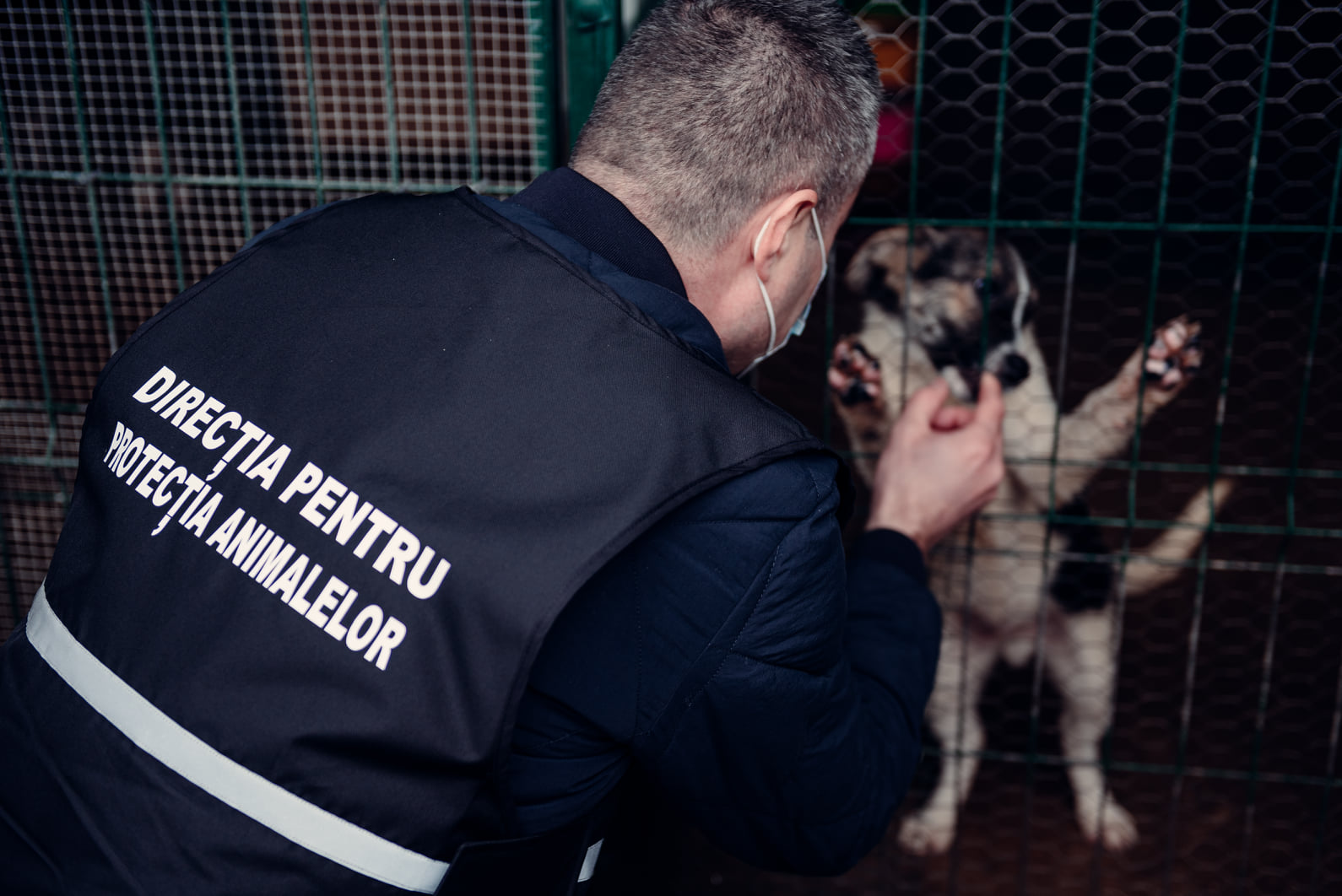 Cresc pedepsele, inclusiv cu închisoarea, pentru cei care abuzează de animale. Legea a fost promulgată