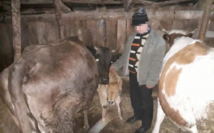 Un tânar (22 de ani) i-a violat vaca unui vecin. Poliția i-a deschis dosar penal