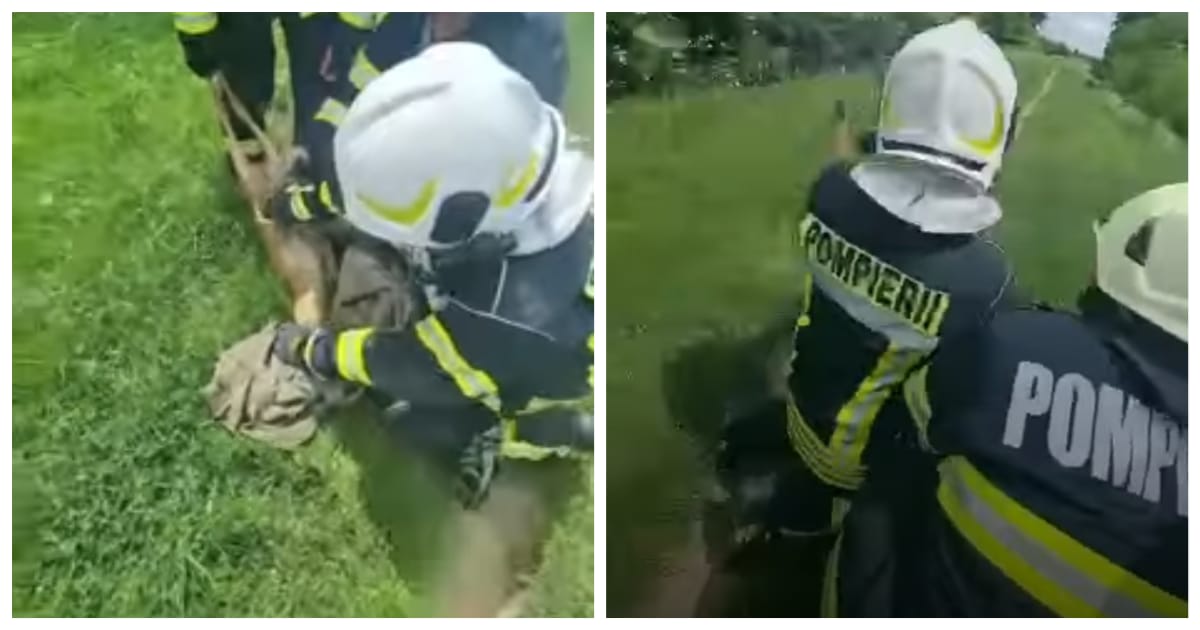 VIDEO. Căprioară salvată de către pompieri în municipiul Satu Mare