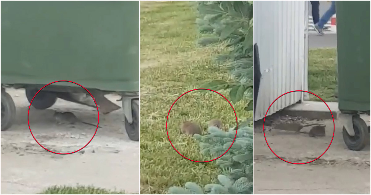 VIDEO. Colcăie șobolanii la benzinăria de pe Drumul Careiului. Revolta unui sătmărean