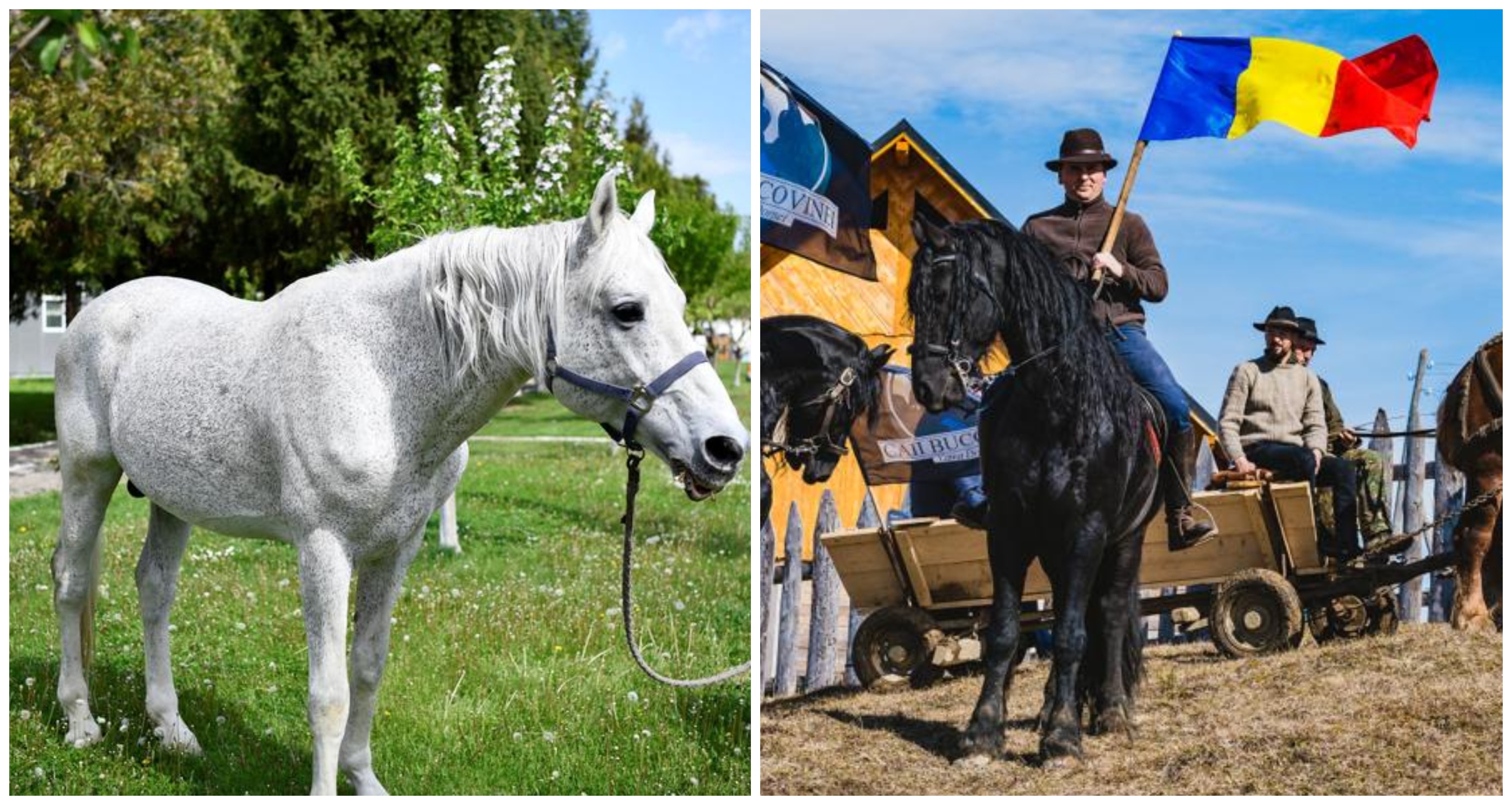FOTO. Deputatul Adrian Cozma adoptă un cal bătrân al Jandarmeriei. Îi oferă un cămin