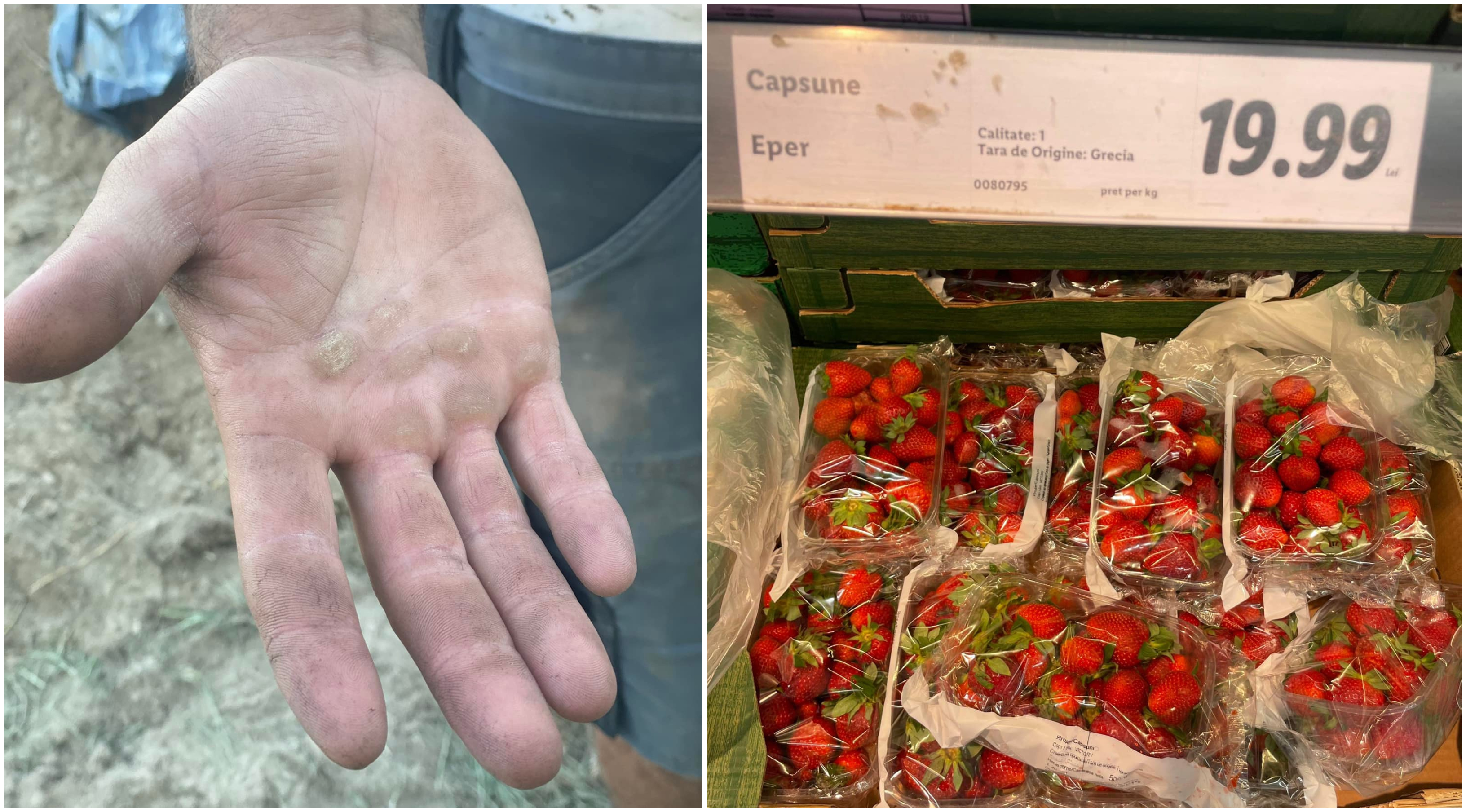 FOTO. Patriotismul local?! Sătmărenii dau 20 lei pe căpșunii străni decât 5 pe cei din Satu Mare