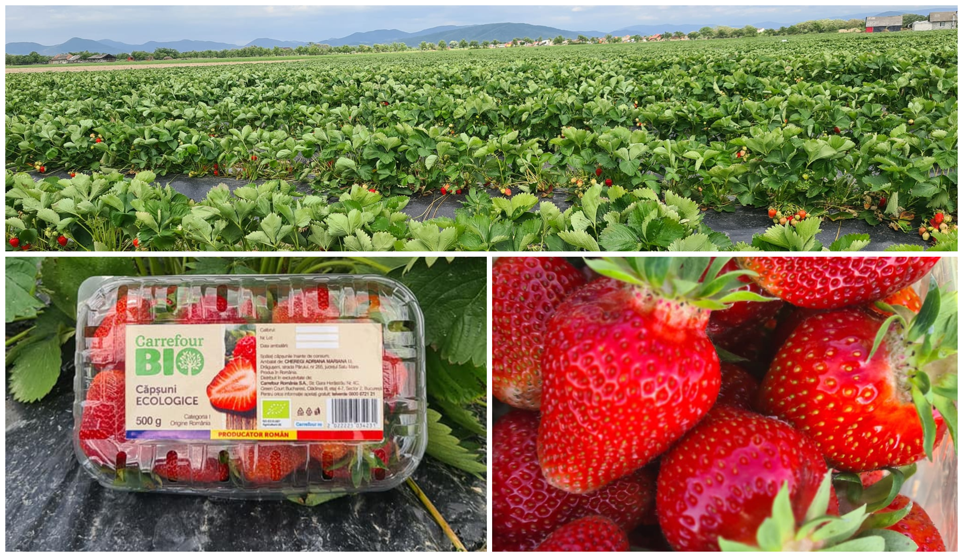 FOTO. Primele căpșuni atestate ecologic din Satu Mare! Au ajuns în supermarket-uri