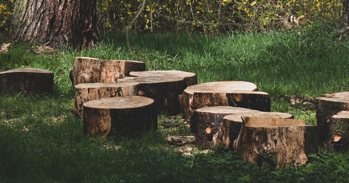 VIDEO. Supărare în județul vecin, după ce autoritățile au tăiat zeci de copaci pentru a face pistă de pump-track