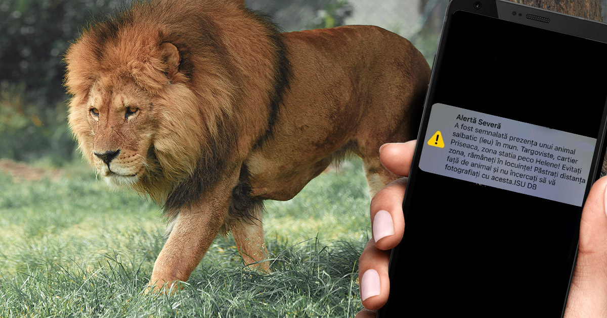 FOTO. Avertizare RO-ALERT într-un oraș din țară. Un leu se plimbă pe stradă