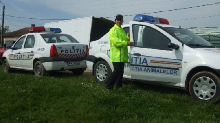 Răzbunare ca la țară! I-au schingiut porcul din coteț unei sătmărence, vinovații au scăpat