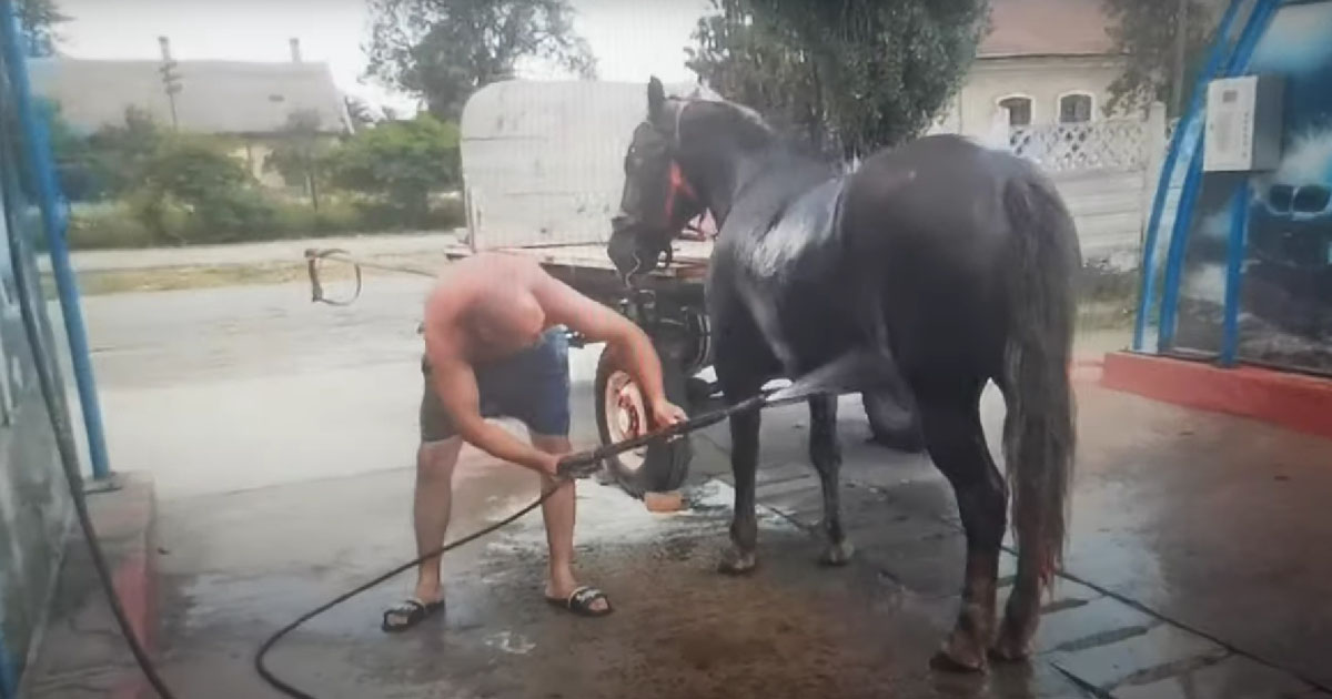 VIDEO. Imagini inedite surprinse la o spălătorie auto din țară. Bărbatul și-a ajutat calul să se răcorească