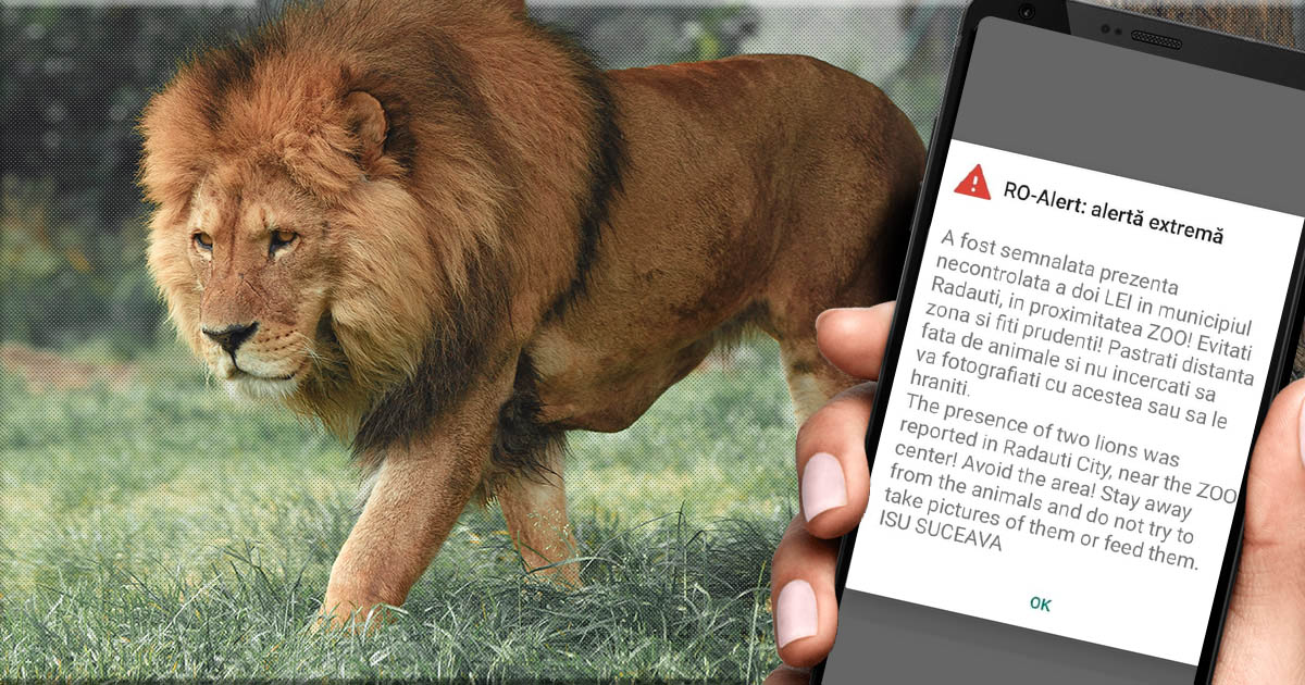 FOTO. RO-ALERT din cauza a doi lei, într-un oraș din țară. Au scăpat de la grădina zoologică