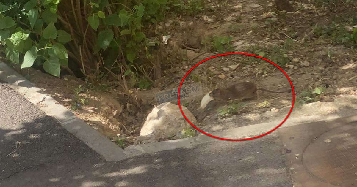 FOTO/VIDEO. Șobolani în cartierul Micro 17. Locatar: "Nu putem lasă geamurile deschise"